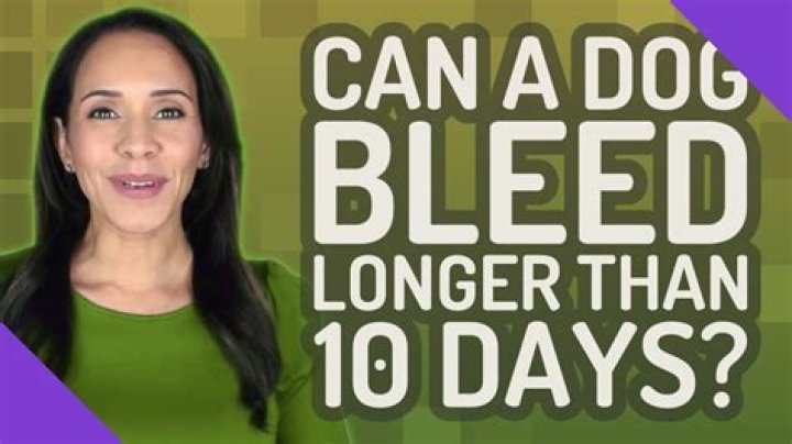 Can a dog bleed longer than 10 days?