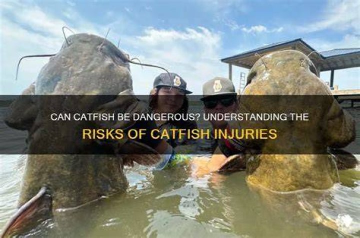 Can catfish whiskers hurt you?
