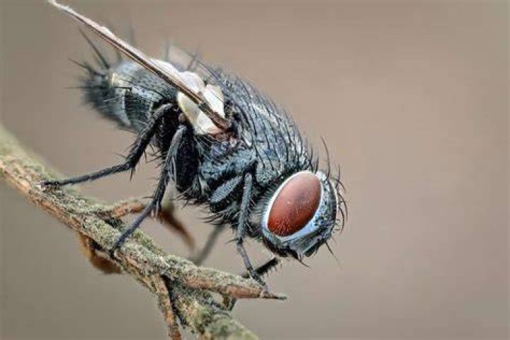 Can flies change gender?
