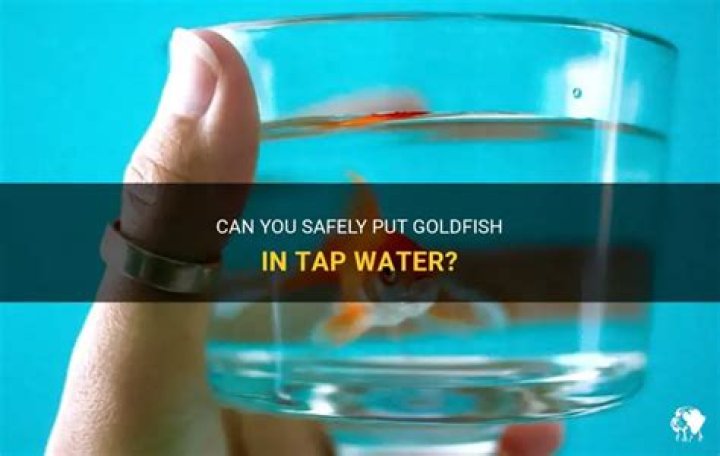 Can I put a goldfish in tap water?