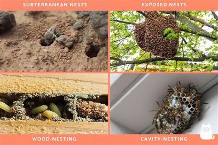 Do bees nest in chimneys?