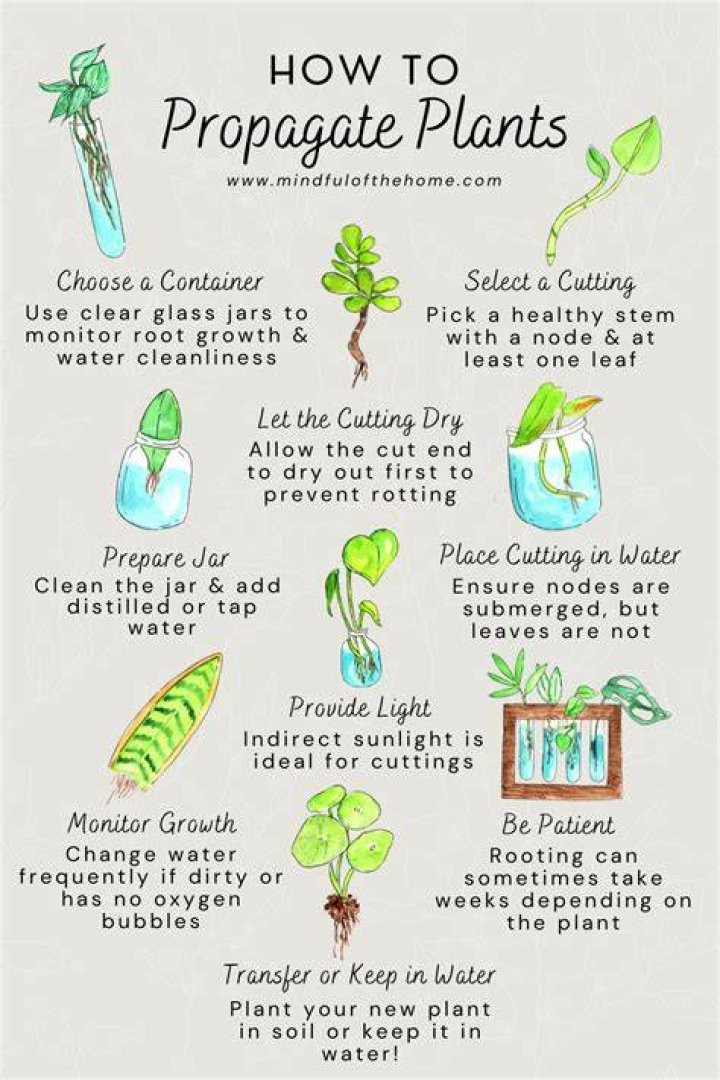 Do propagated plants need fertilizer?