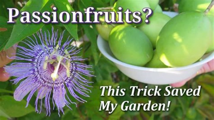How can I grow my passion?
