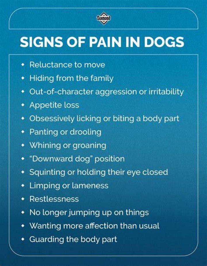 How can you tell if a dog is in pain?