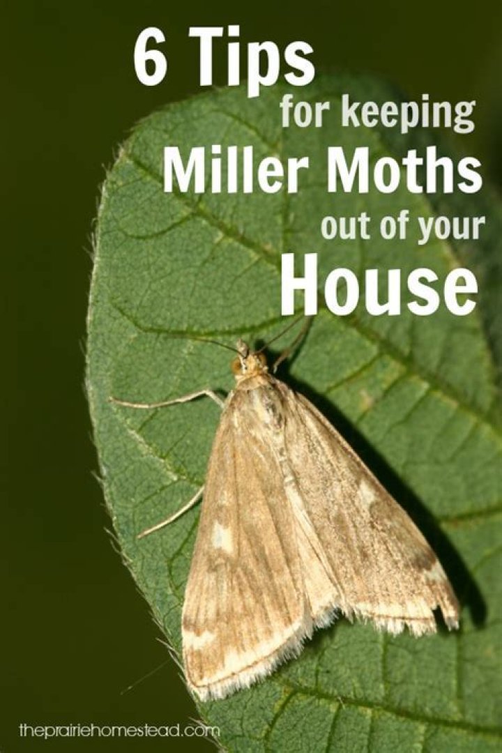 How do I get rid of white moths on my plants?