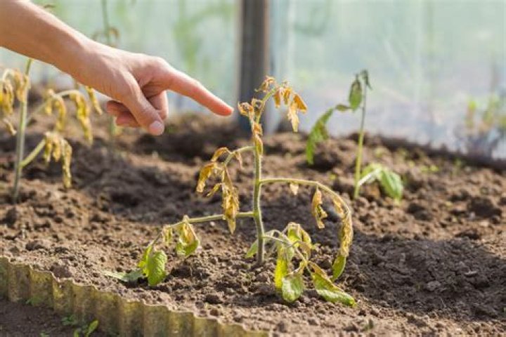 How do I know if my plants are dying?