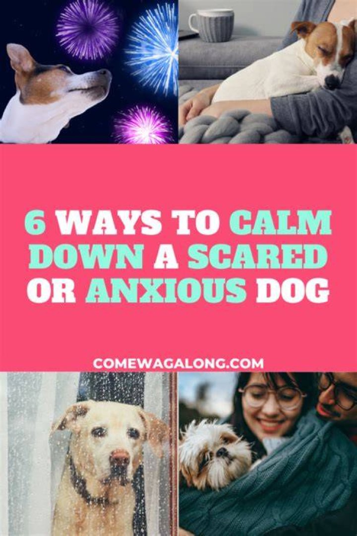 How do you calm a dog down around a baby?