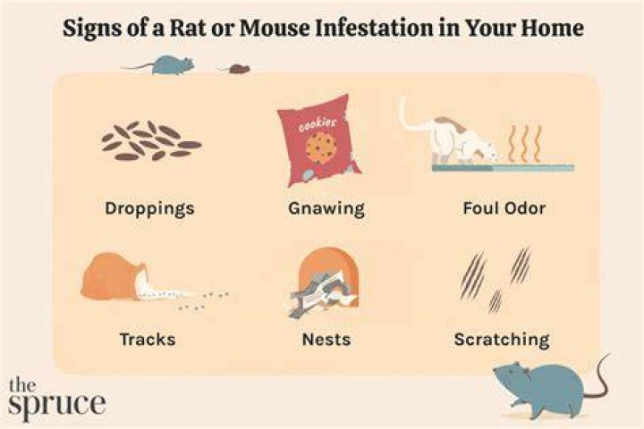 How do you know if your house is infested with mice?