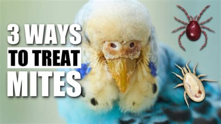 How do you treat bird mites on birds?
