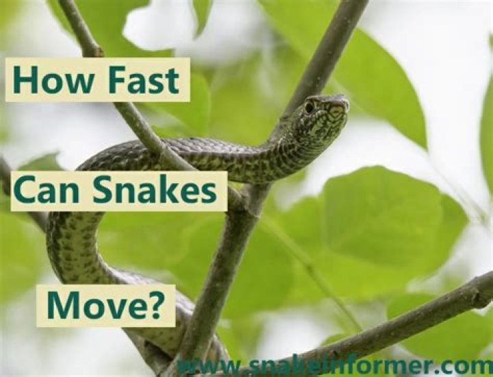 How fast can a snake move on land?