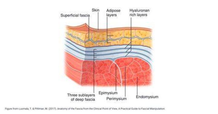 How many layers of fascia are there?