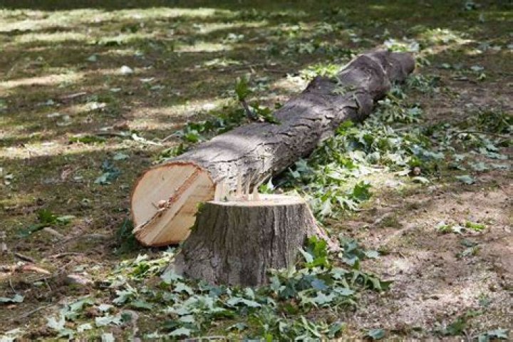 Should you cut down dead trees in a forest?