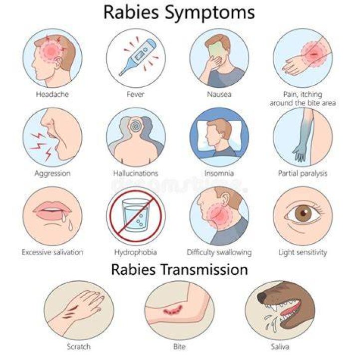 What are signs of rabies in humans?