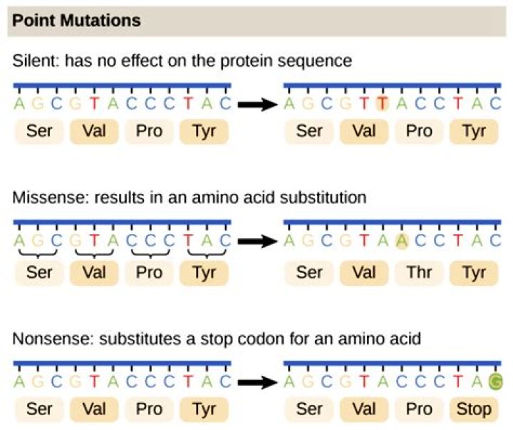 What can point mutations lead to?