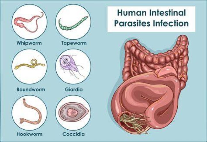 What do parasites feed on?