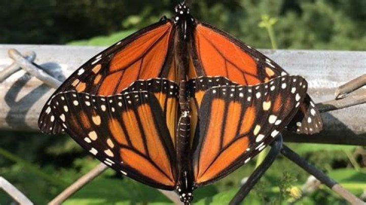 What happens to butterflies after they mate?