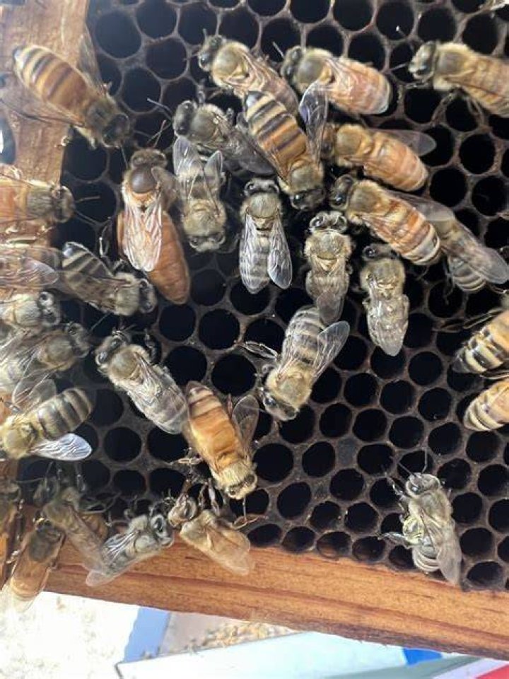 What is bee spit called?