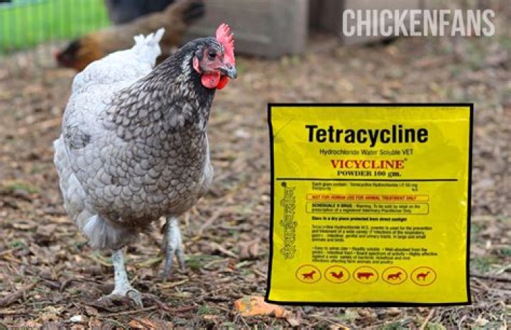 What is the best antibiotic for chickens?
