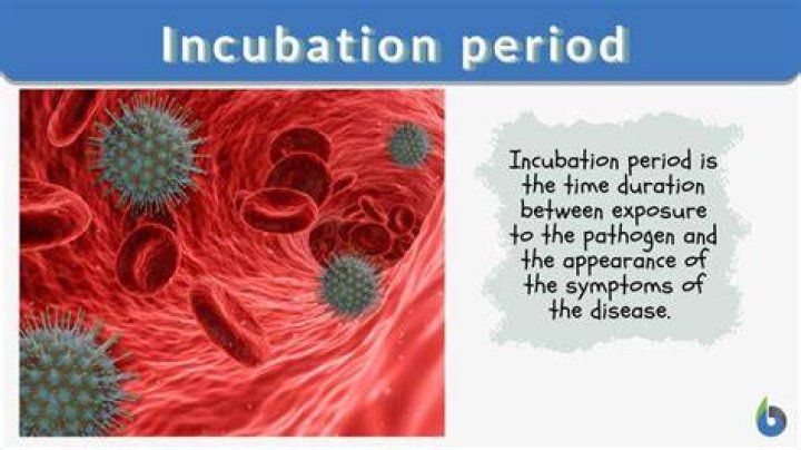 What is the incubation period for trichinosis?