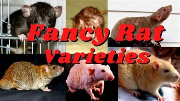 What month rats breed?