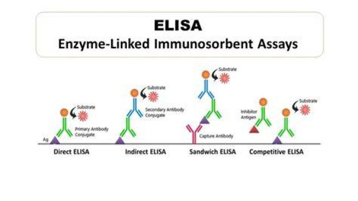 Why are enzymes used in Elisa?