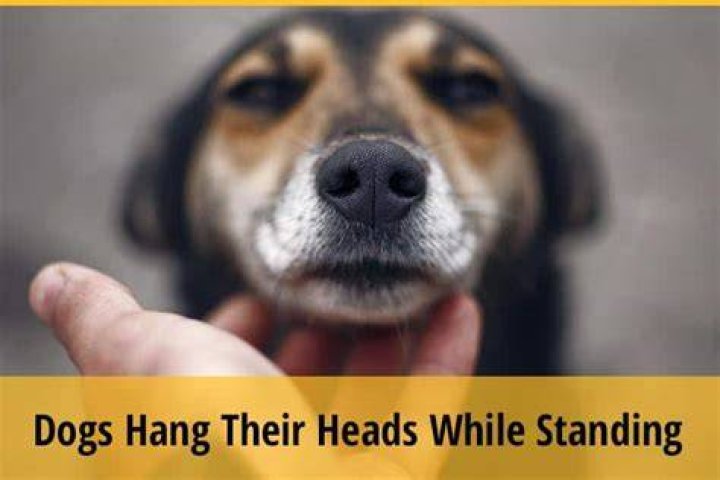 Why do dogs hang their heads while standing?