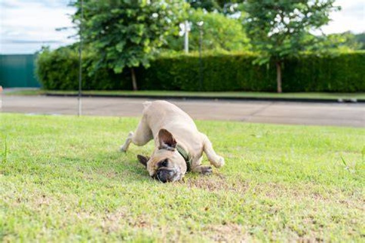 Why do squirrels rub their face on the ground?