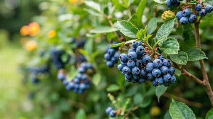 Why won't my blueberry bush produce fruit?