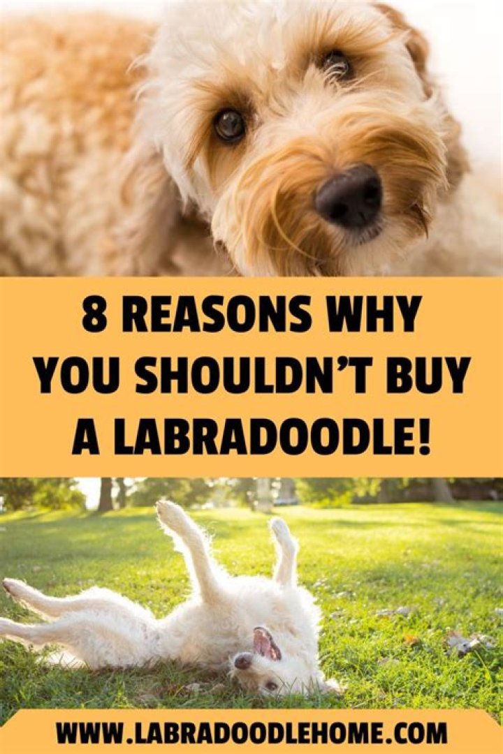 Why you shouldn't buy a Labradoodle?