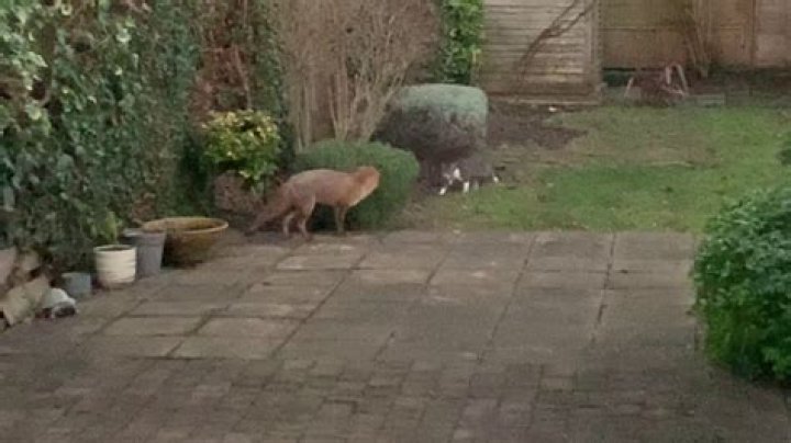 Will a fox chase a cat?