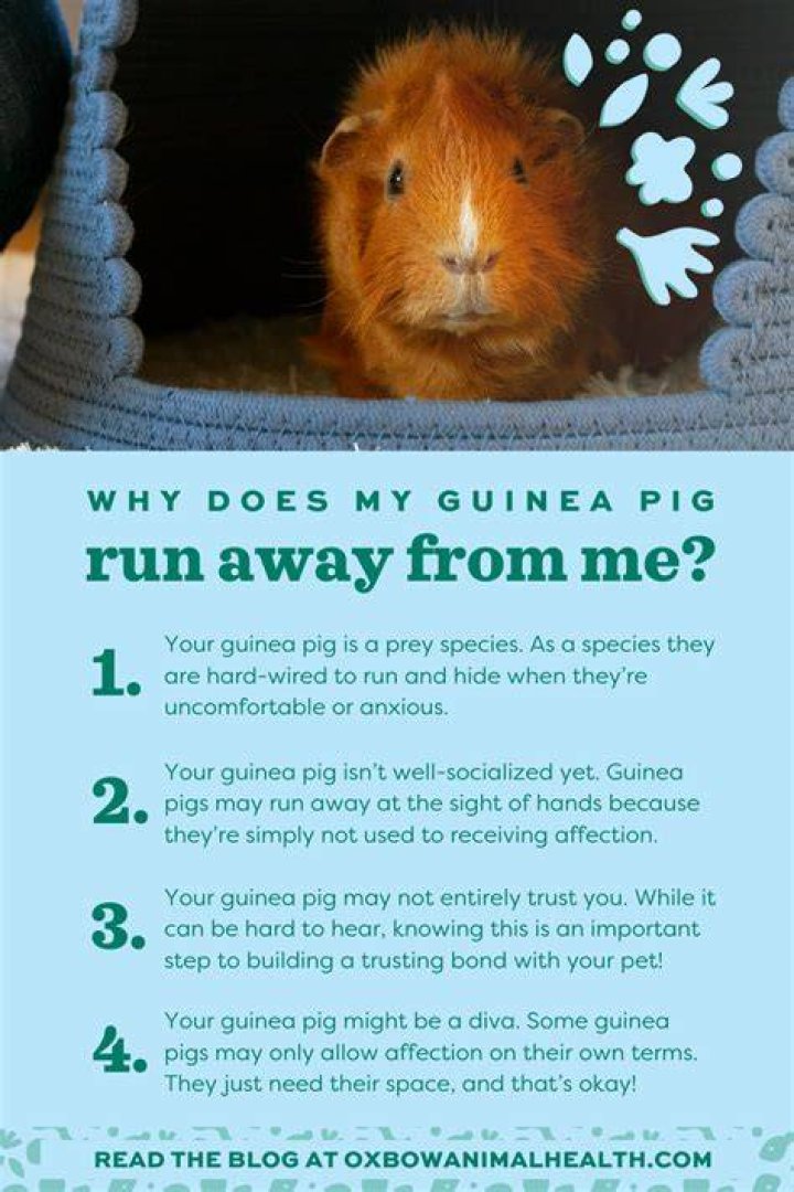 Will a guinea pig run away?